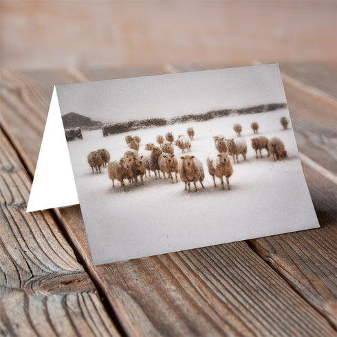 Sheepish this Christmas - Christmas Card